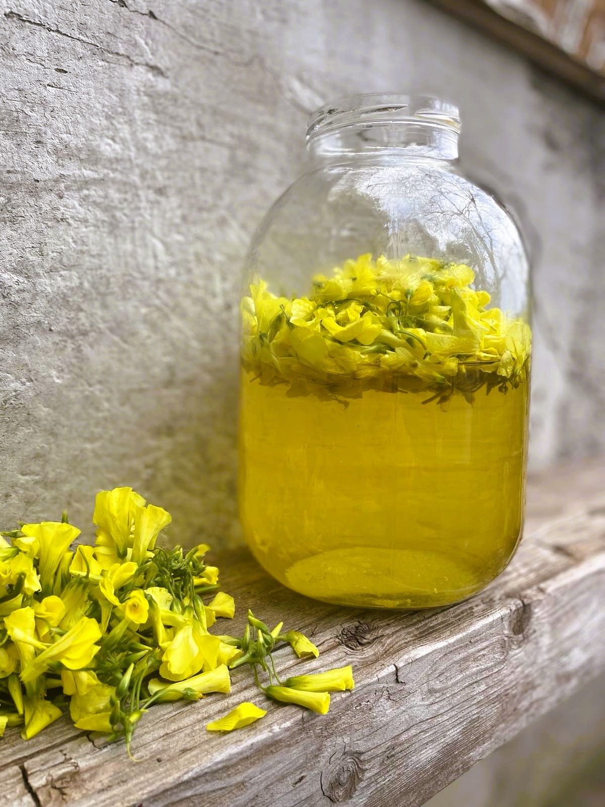 Dyeing with Oxalis