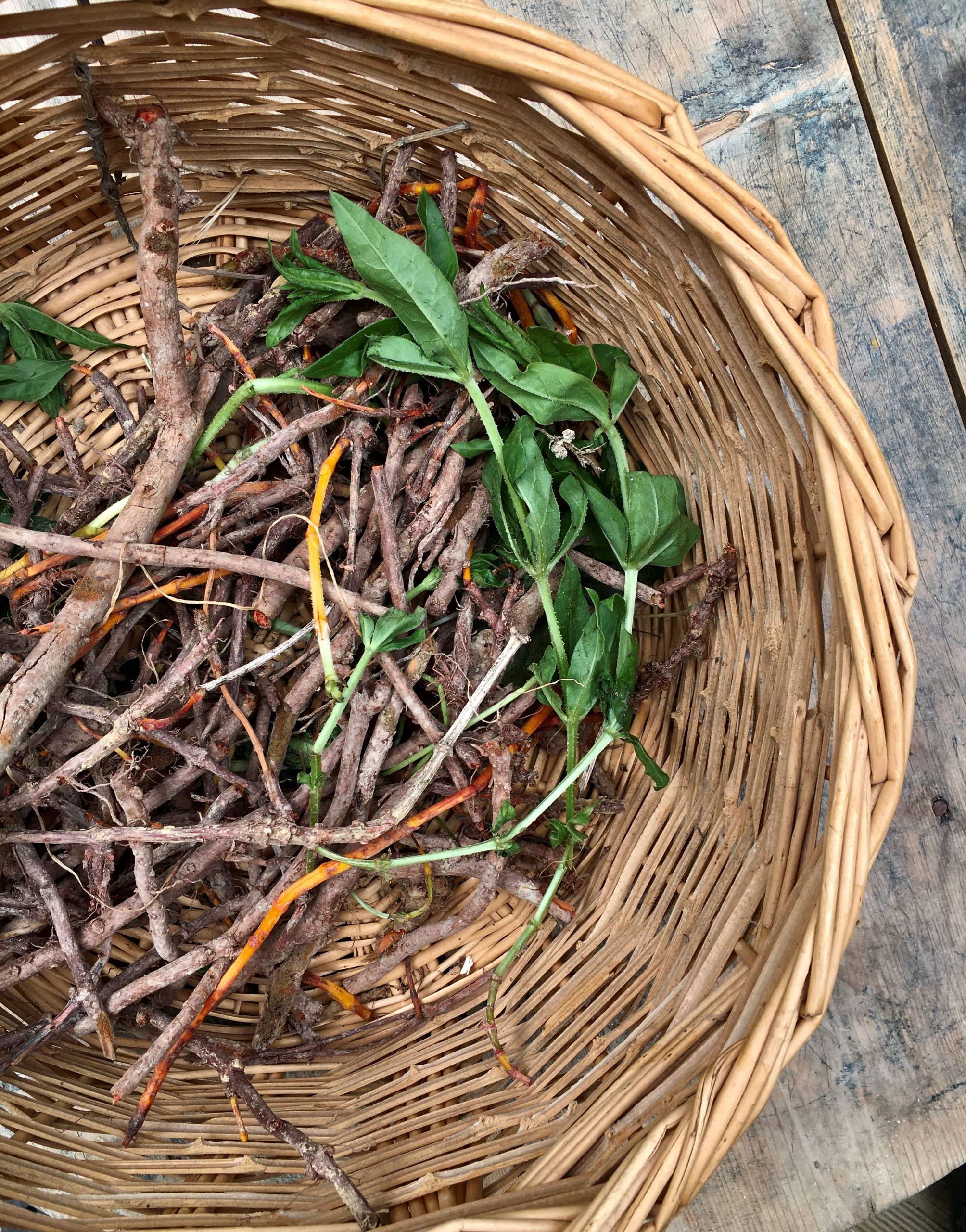 Madder root