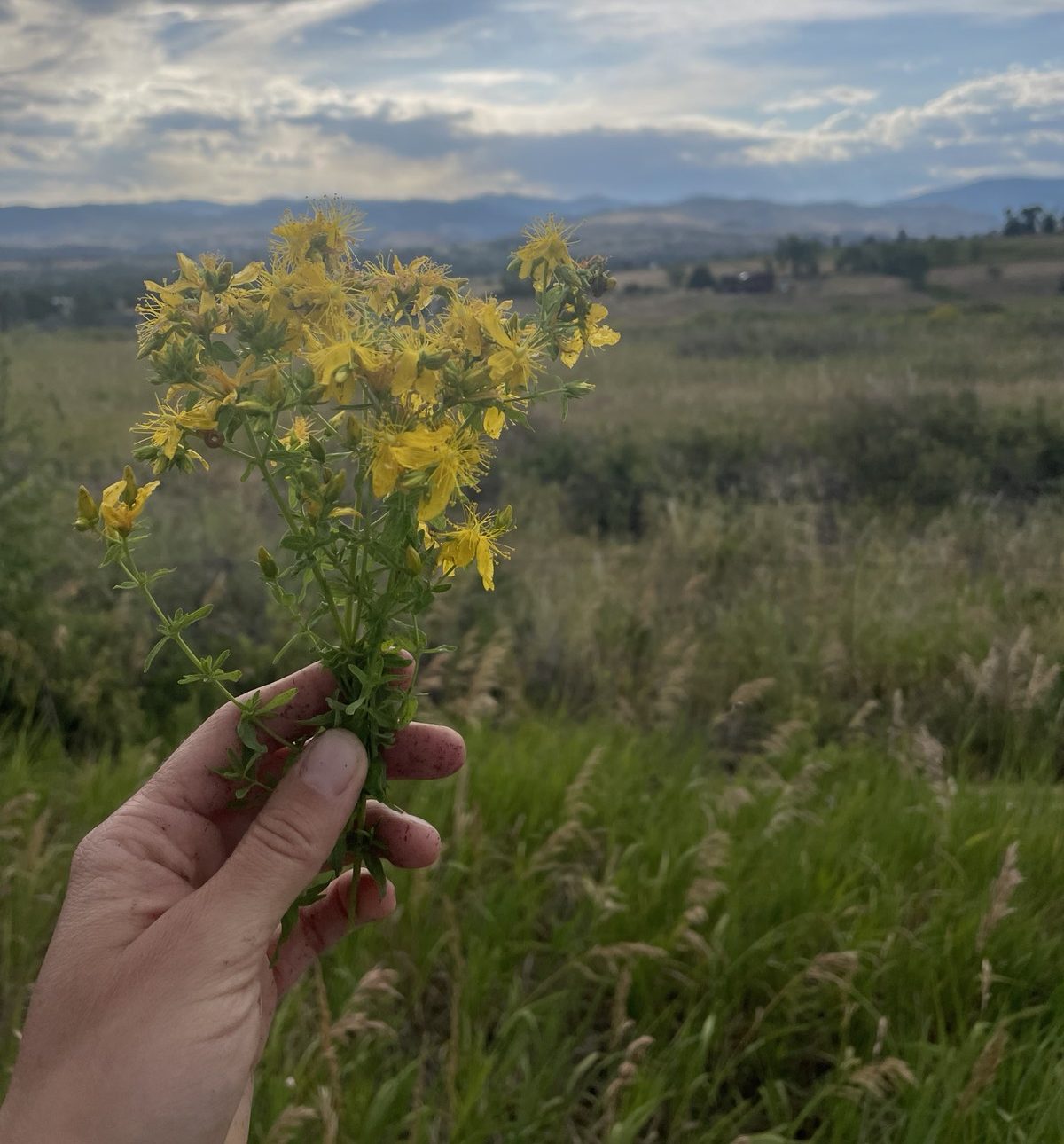 St. john’s wort